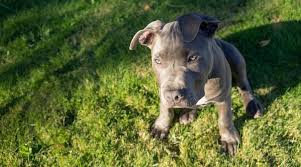 Available sizes one of the puppy food for pitbulls that recommended by a veterinarian, greedily eaten by dogs. Best Dog Foods For Pitbulls Puppies Adults Seniors
