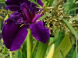 Iris ensata 'variegata' has striking, green and cream, vertically variegated leaf blades and large violet purple blooms. Water Plants In Adelaide Jungle In Willunga