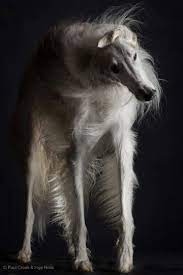 Hairy Dog Hairy Dog Borzoi Dogs