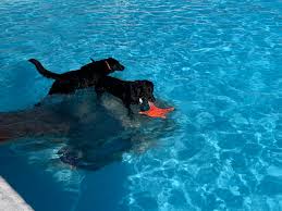 Our dog trainers can bring harmony to your house. Dogs Go For A Swim In Haynesfield Pool Wjhl Tri Cities News Weather