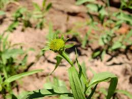 Image result for Pascalia glauca