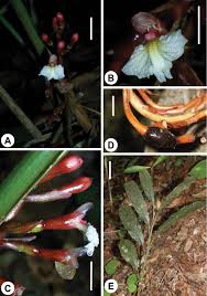 Image result for Blotiella bouxiniana