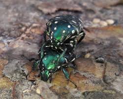 Image result for Buchnera cryptocephala