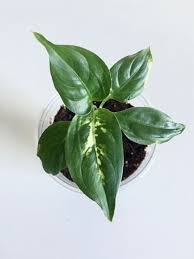 Megansplants Dieffenbachia Dumb Cane Plant Dieffenbachia With Images Plants Plant Leaves Green Aesthetic