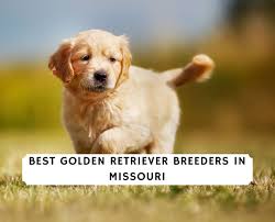 They are members of the family and much loved. 6 Best Golden Retriever Breeders In Missouri 2021 We Love Doodles