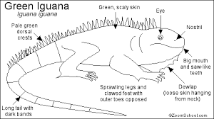 Mar 08, 2017 · crab facts & worksheets. Iguana Printout Enchantedlearning Com