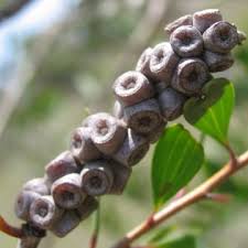 Image result for Melaleuca