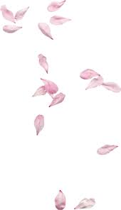 Freetoedit Petals Tumblraesthetic Softpink Dustyrose Falling Roses Rosepetals Floral Rose Petals Falling Rose Petals Drawing Flower Background Images