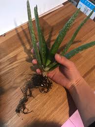 Check spelling or type a new query. My Aloe Plant Has Mushy Soft Leaves And Was Falling Over In Its Pot Google Says Root Rot I Don T Know What I M Looking For Tho As I M New To Plants I