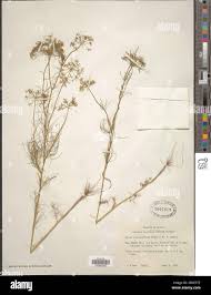 Image result for Apium leptophyllum