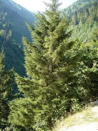 Picea orientalis 'firefly' dwarf golden oriental spruce. Picea Orientalis Wikipedia