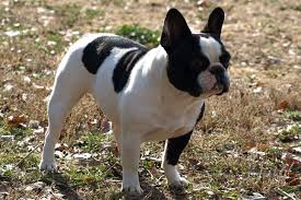 Join millions of people using oodle to find puppies for adoption, dog and puppy listings french bulldogs for sale. Find French Bulldog Puppies For Sale With Pictures From Reputable French Bulldog Breeders Bulldog Puppies French Bulldog Puppies White French Bulldog Puppies