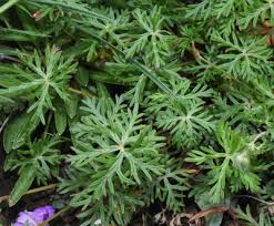 Image result for Geranium incanum