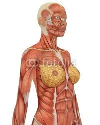 Female Muscular Anatomy Upper Body Side View Human Anatomy