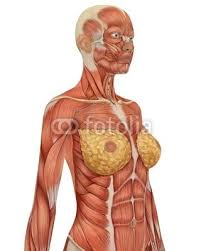 female muscular anatomy upper body side view human anatomy