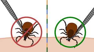 4 Ways To Remove A Tick - Wikihow