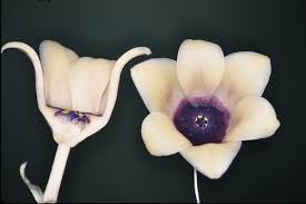 Image result for Convallariaceae