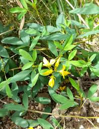Image result for Crotalaria micans