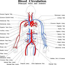 The smallest veins are called venules. Blood Vessels Diagram