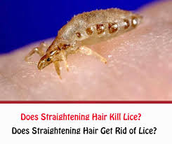 First, wash your hair as usual with your shampoo. Dead Vs Live Nits What Do Dead Nits Look Like Getridofallthings Com