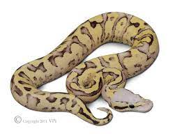 Vanilla Pastel Fire Ball Python Ball Python Ball Python Morphs Snake Lovers