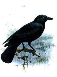 Corbeau Caledonien Corbeau Dessin Corbeau The Crow