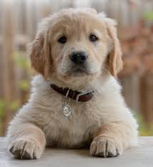 Puppies are limited akc registration, which means they are adpoted as beloved pets and not for breeding purposes. Puppies And Kittens To Brighten Your Day Tiktok Newsroom