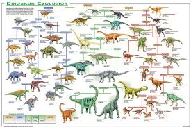 Evolution Chart Of Vertebrate Evolution Evolution Of