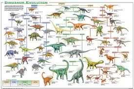 Evolution Chart Of Vertebrate Evolution Evolution Of