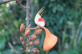 Image result for Erythrina fusca