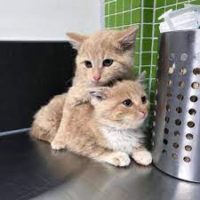 Kittens Found Wandering Into Workplace Together Won T Leave Each Other S Side Animal Shelters Near Me Kittens Animal Shelters Near Me Baby Animals