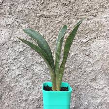 Image result for Sansevieria dawei