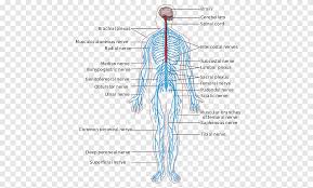 This human anatomy clipart gallery offers 265 illustrations of the central nervous system, including external and dissected views of the brain and spinal cord. Peripheral Nervous System Central Nervous System Anatomy Human Body Human Nerve System Angle Text Png Pngegg