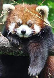 25 Things You Didn T Know About Red Pandas Meowlogy Red Panda Animals Wild Animals Beautiful