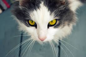 Check spelling or type a new query. Pregnant Cat Care An Expert Guide To What To Expect