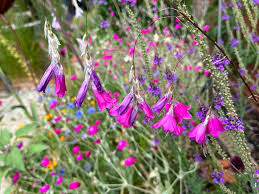 Image result for Dierama