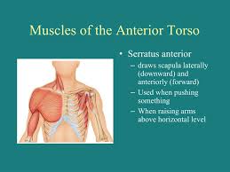 The abdominal muscles form the anterior and lateral abdominal wall. Ppt Lif101 Anatomy Powerpoint Presentation Free Download Id 1141182