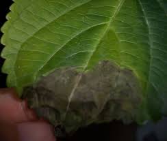 Hydrangea Leaves Turn Dark Brown Hydrangea Leaves Plant Leaves Turning Brown Hydrangea Care