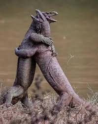 Wacky Wonders - 💡did you know? These monitor lizards are NOT mating!  Although they appear to be hugging each other lovingly, the truth is far  from it! This is actually a pair