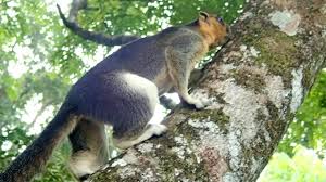 They feed by standing on the hind legs and using their hands to handle food. Giant Squirrel In Sepilok Borneo Youtube