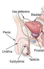 The male reproductive system consists of the penis, testes, epididymis, ejaculatory ducts, prostate, and accessory glands. Describe The Parts And Function Male Reproductive System Brainly In