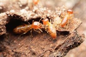 Advanced termite & pest control, inc. Residential And Commercial Pest Termite Control Services Company