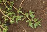 Image result for Trianthema salsoloides