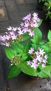 Kumpulan gambar tentang gambar bunga hiasan pentas, klik untuk melihat koleksi gambar lain di kibrispdr.org. Jual Tanaman Pentas Light Purple Compact Bibitbunga Com