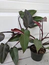One vendor has this plant for sale. 31 Ideas De Philodendron Plantas Filodendro Plantas De Sombra
