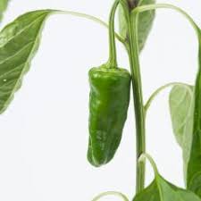 Check spelling or type a new query. Pimientos De Padron Bio Chilipflanze Online Kaufen Pepperworld Hot Shop