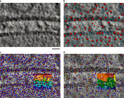 Also the gamepiece template draws a rectangle and. Template Free Detection And Classification Of Membrane Bound Complexes In Cryo Electron Tomograms Nature Methods