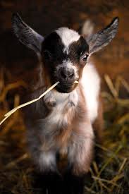 Cute Baby Goat Flickr Photo Sharing Animals Cute Animals Baby Goats