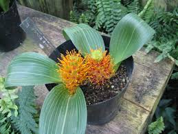 Image result for Daubenya