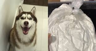 11 things to do with cremated ashes scatter them. Local Pet Crematorium Accused Of Fake Ashes Bites Back At Dog Owner Singapore News Asiaone